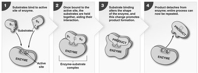 Enzyme-substrate interaction