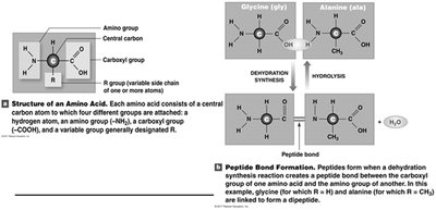 Amino acid structure and peptide bond formation