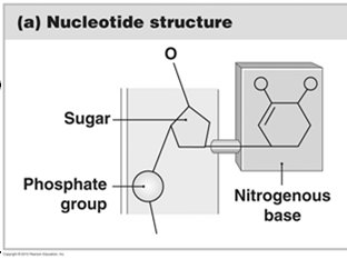 Nucleotide structure