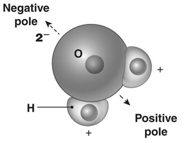 Polarity of a water molecule