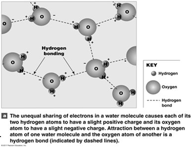 Hydrogen bonding between water molecules