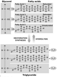 Structure of triglycerides and fatty acids