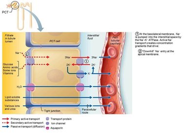 Reabsorption of water by osmosis