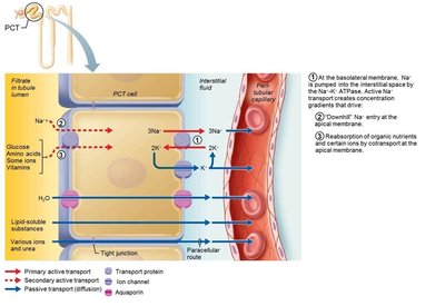 Passive reabsorption of solutes