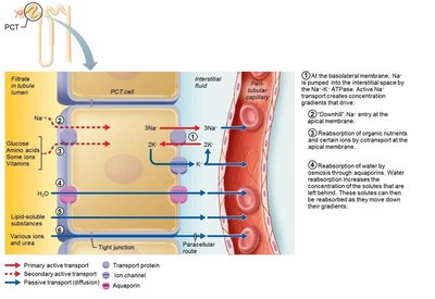 Summary of active and passive transport