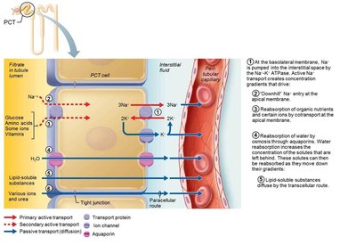 Facultative water reabsorption