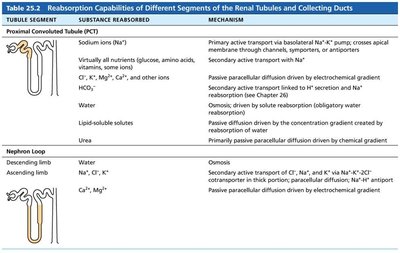 Table: Reabsorption capabilities of renal tubules and collecting ducts (PCT and nephron loop)