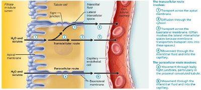 Transcellular and paracellular routes of tubular reabsorption