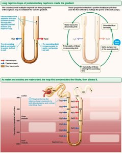 Medullary osmotic gradient: vasa recta
