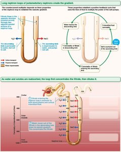 Medullary osmotic gradient: collecting duct