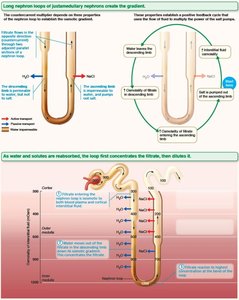 Medullary osmotic gradient: summary