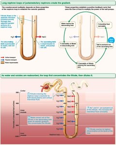 Medullary osmotic gradient: detailed nephron loop