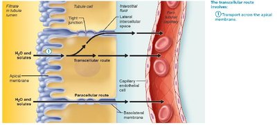 Step 1: Transport across the apical membrane
