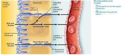Step 2: Diffusion through the cytosol