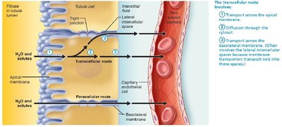 Step 3: Transport across the basolateral membrane