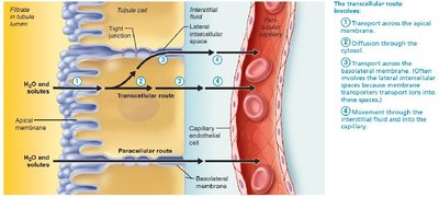 Step 4: Movement through interstitial fluid and into the capillary
