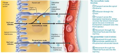 Summary of transcellular and paracellular routes