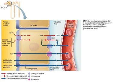 Na+ transport and reabsorption of nutrients