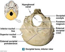 Occipital bone, inferior view