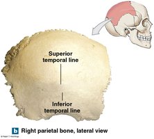 Right parietal bone, lateral view