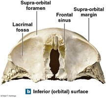 Frontal bone, inferior (orbital) surface
