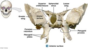 Sphenoid bone, anterior surface