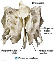 Ethmoid bone, posterior surface