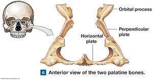 Anterior view of two palatine bones