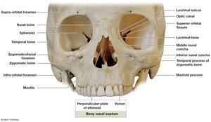Smaller bones of the face