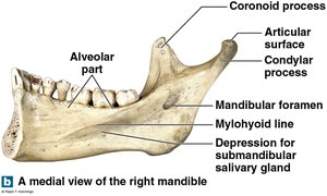 Medial view of right mandible