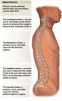 Spinal curves diagram