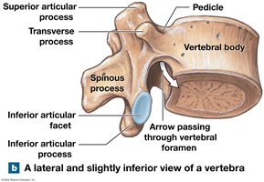 Lateral and slightly inferior view of vertebra