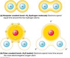 Nonpolar versus polar covalent bonds