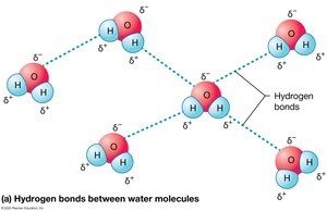 Hydrogen bonding between water molecules