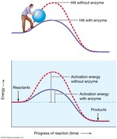 Effect of enzymes on activation energy