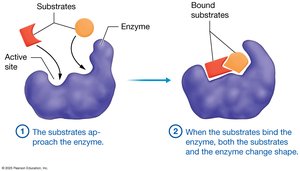 Enzyme-substrate interaction (induced fit)