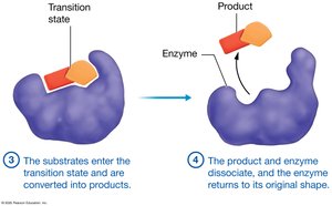 Enzyme-substrate interaction (product release)