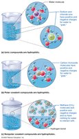Hydrophilic and hydrophobic molecules in water