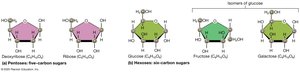 Structure of monosaccharides