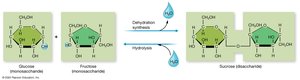 Formation and breakdown of disaccharides