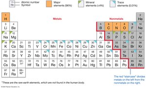 Elements in the human body and their positions in the periodic table