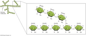 Structure of glycogen