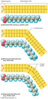 Structure of fatty acids