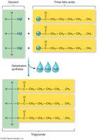 Structure of triglycerides