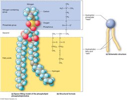 Structure of phospholipids