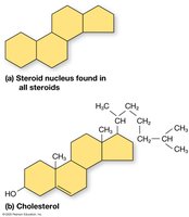 Structure of steroids