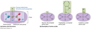 Structure of amino acids