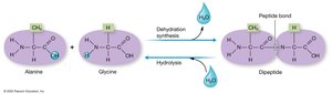 Formation and breakdown of dipeptides