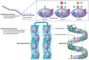 Levels of protein structure