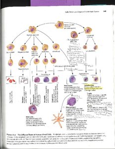 Lymphocyte differentiation and activation